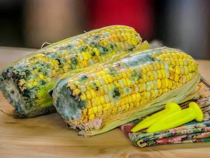 اگر غذای کپک زده بخوریم چه می شود؟ ؛ حتی یک لقمه!