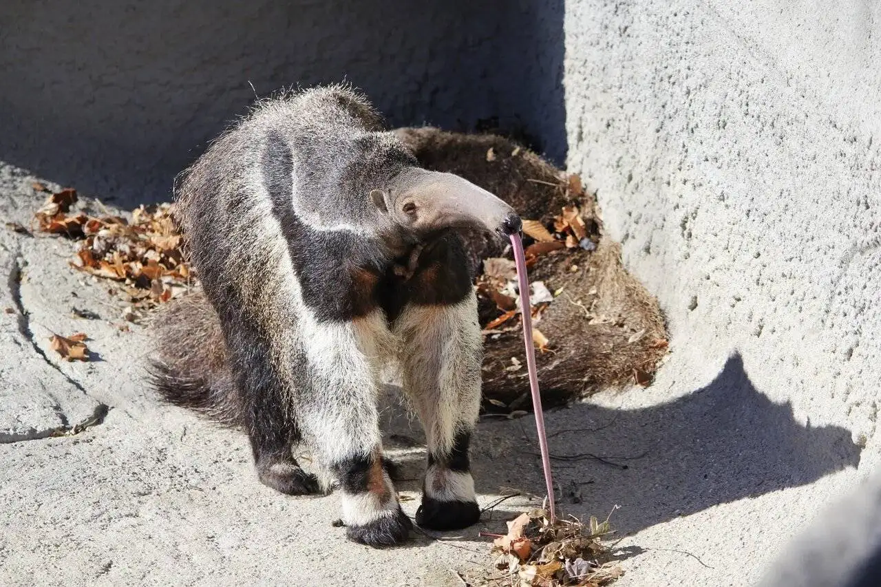 شگفت انگیزترین زبان ها در دنیای حیوانات - عکس