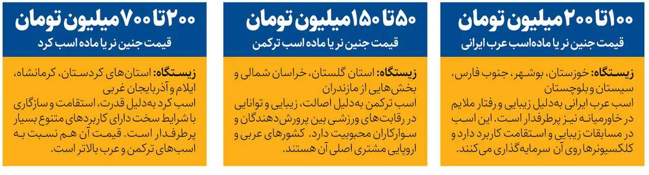 تجارت جنین اسب در ایران - جنین اسب50تا 700میلیون تومان + قیمت 3 نژاد بومی