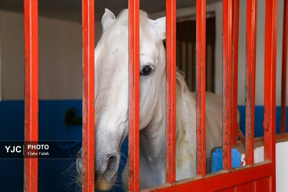 زیبایی اسب اصیل نژاد کاسپین را ببینید + تصاویر