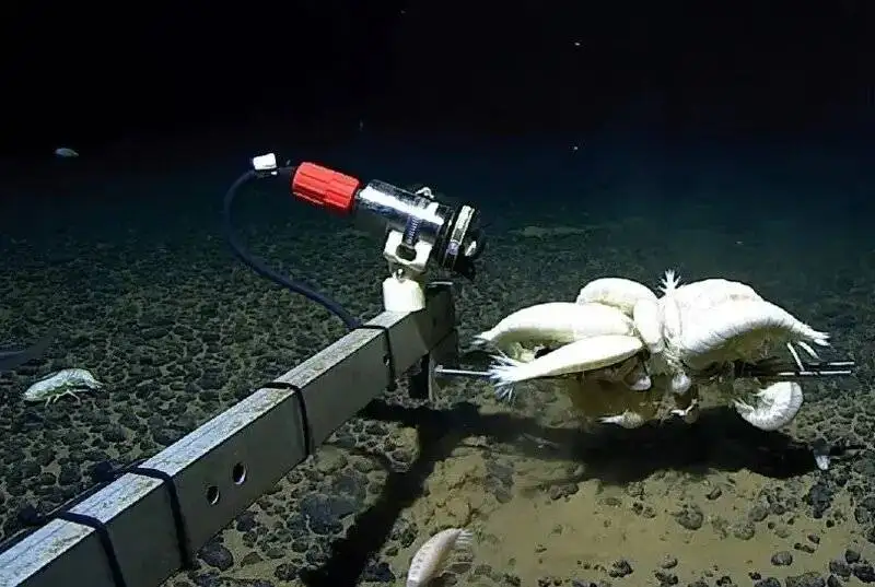 جالب ترین موجود اعماق اقیانوس؛ جانوری شبح مانند - عکس