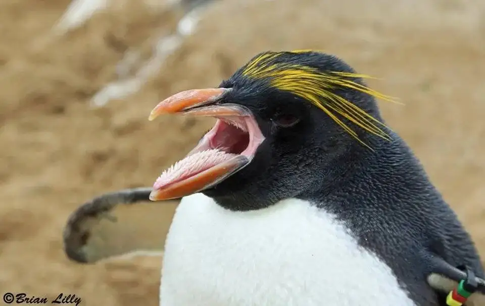 شگفت انگیزترین زبان ها در دنیای حیوانات - عکس