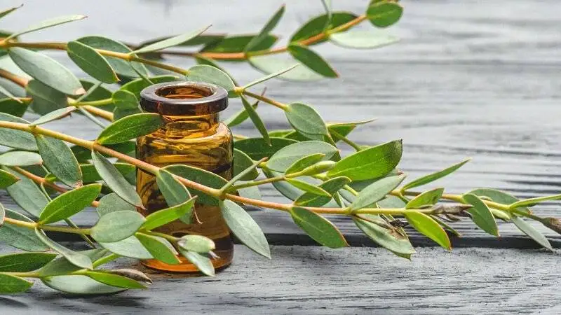 6 گیاه موثر در درمان التهاب مفاصل