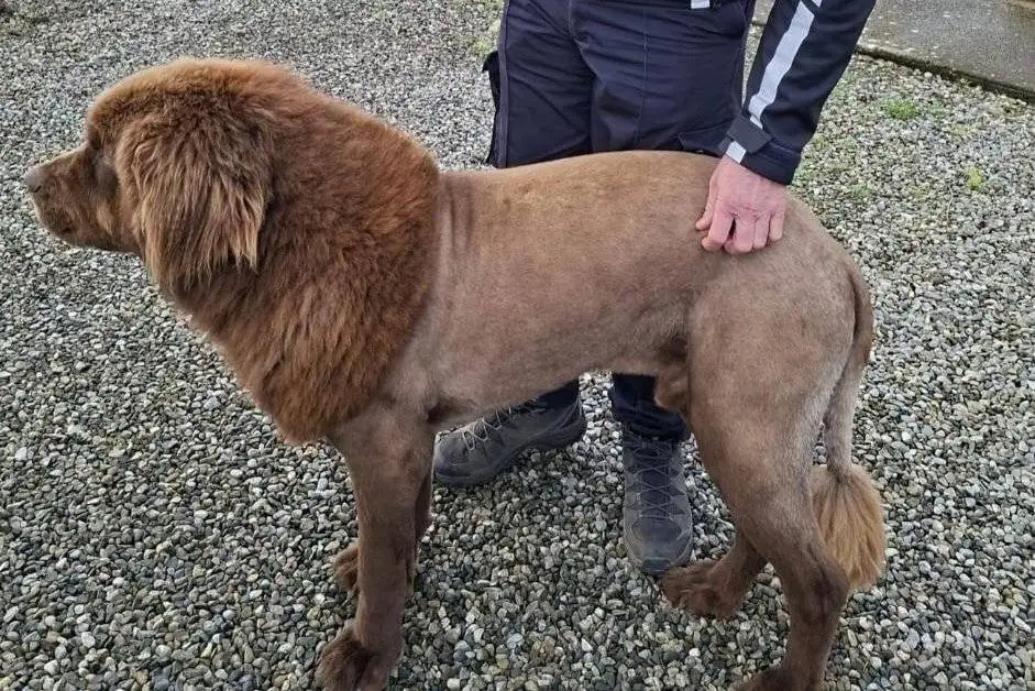 شباهت جالب چهره این سگ به شیر وحشی! + عکس