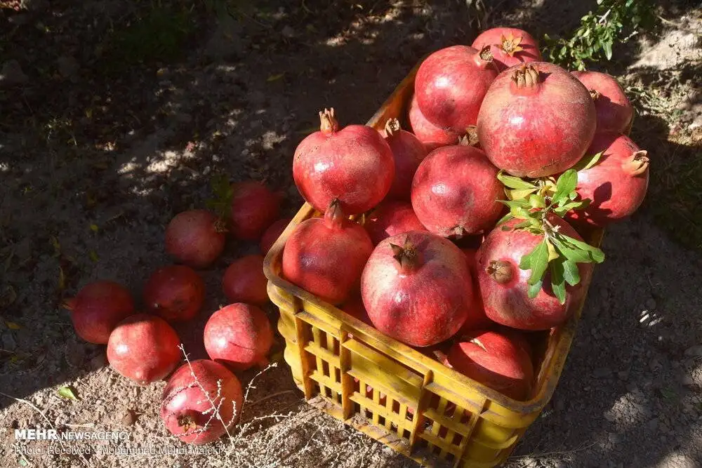 سردرد بعد از خوردن انار! ؛ چرا بعد از خوردن انار سردرد می گیریم؟