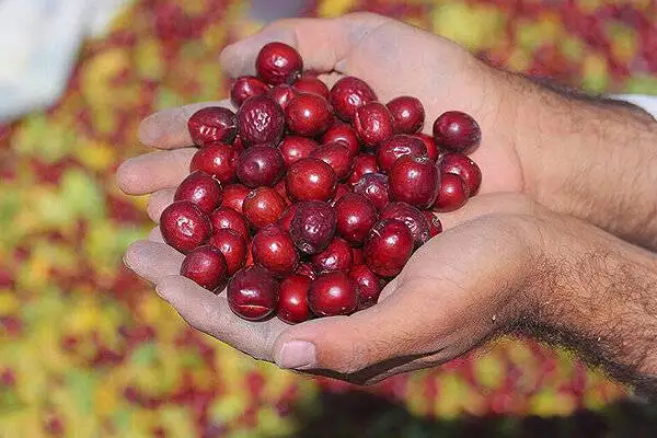 میوه ای شفابخش برای درمان نیمی از بیماری ها؛ از خواب آرام تا سلامت کبد و قلب
