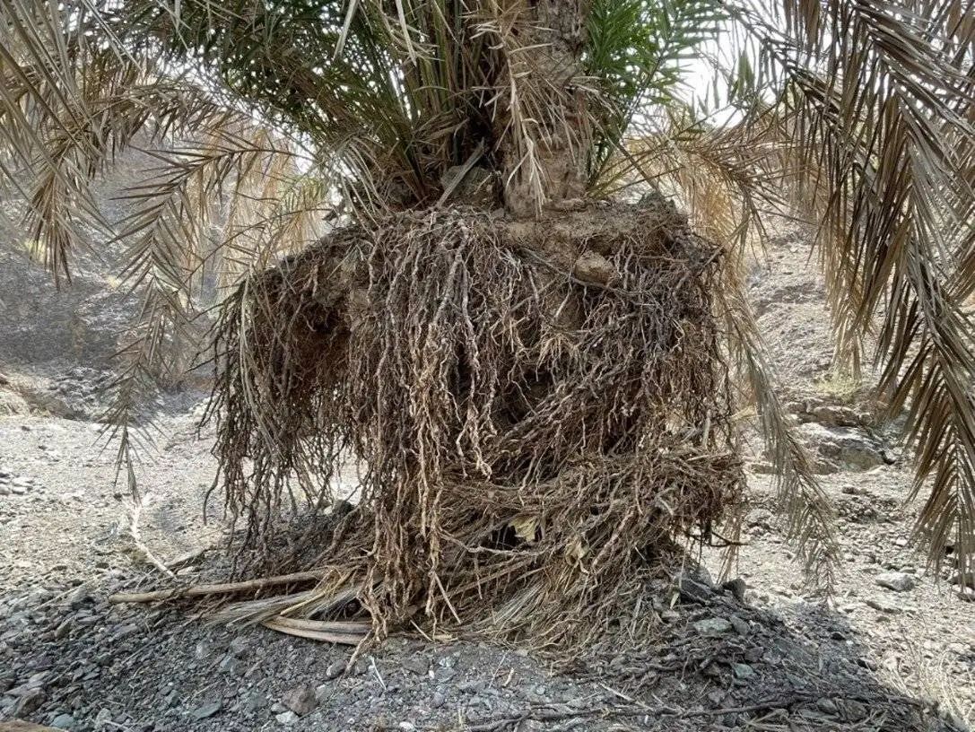 خرس و خرما؛ راهی برای حفاظت از خرس سیاه بلوچی