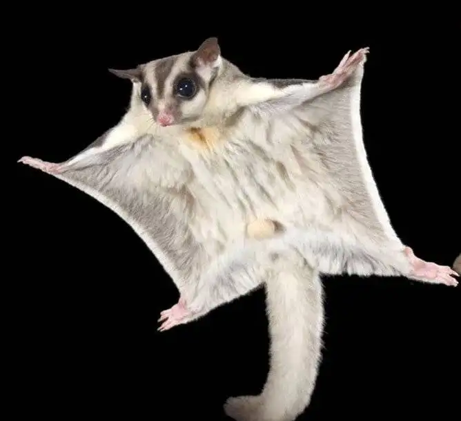 جانوران غیر پرنده ای که پرواز می کنند