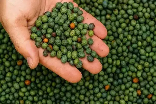 قاتق بنه؛ غذای اصیل کرمان با 12 خواص ویژه برای سلامتی بدن