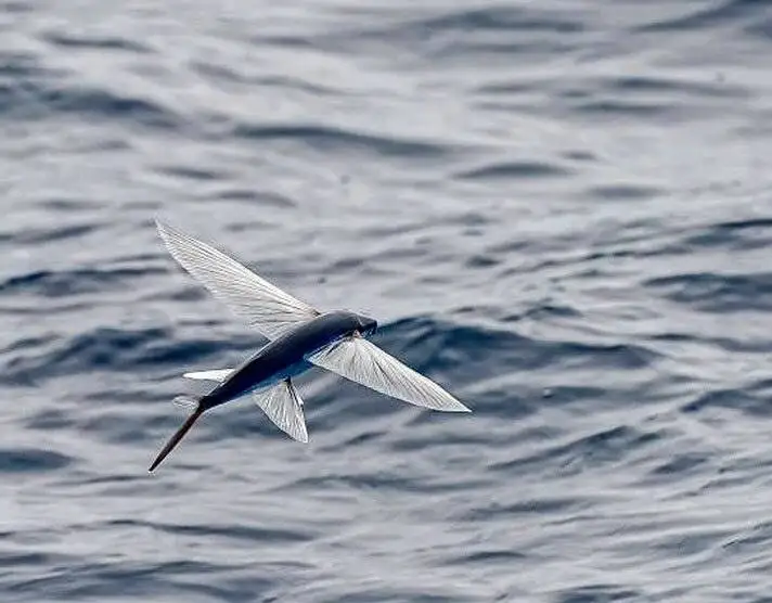 جانوران غیر پرنده ای که پرواز می کنند