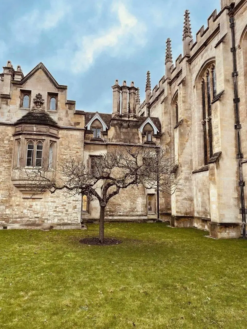 درخت معروف و تاریخی سیب نیوتن در کمبریج + عکس