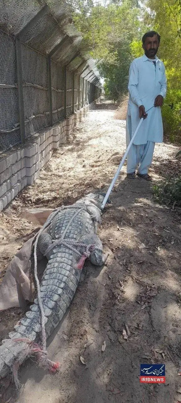 لحظه زنده گیری تمساح بزرگ الجثه و سرگردان در یک روستای ایران + عکس