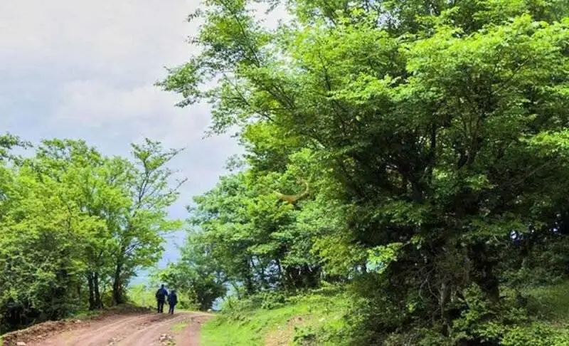 جنگل نقله بر؛ بکرترین و قشنگ ترین جنگل گیلان برای سفر پاییزی