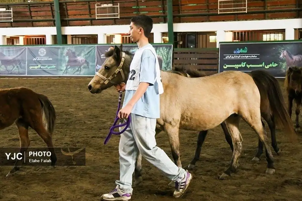 زیبایی اسب اصیل نژاد کاسپین را ببینید + تصاویر