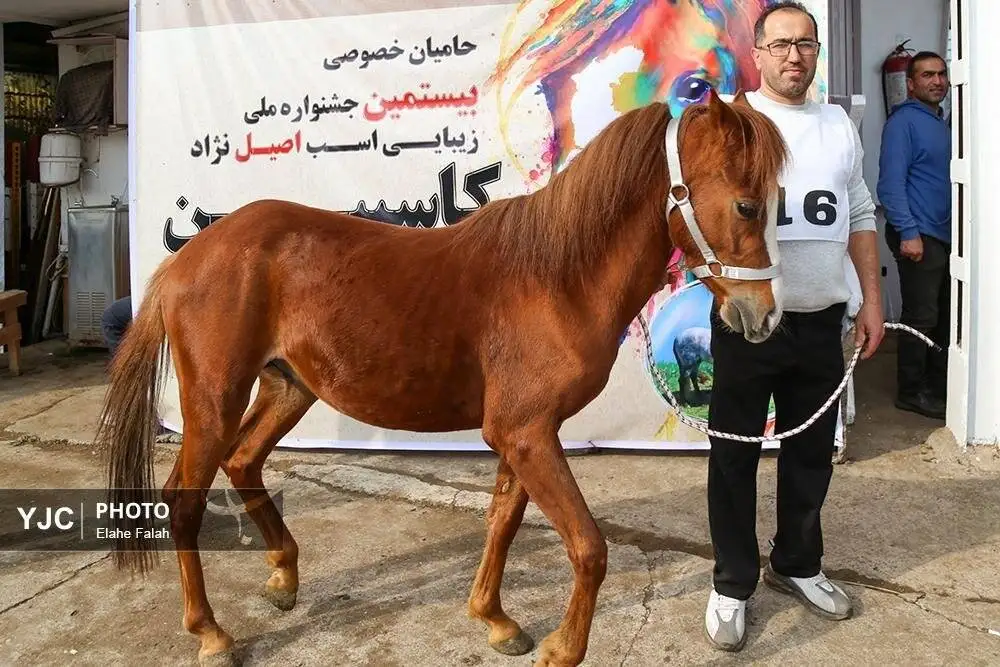 زیبایی اسب اصیل نژاد کاسپین را ببینید + تصاویر