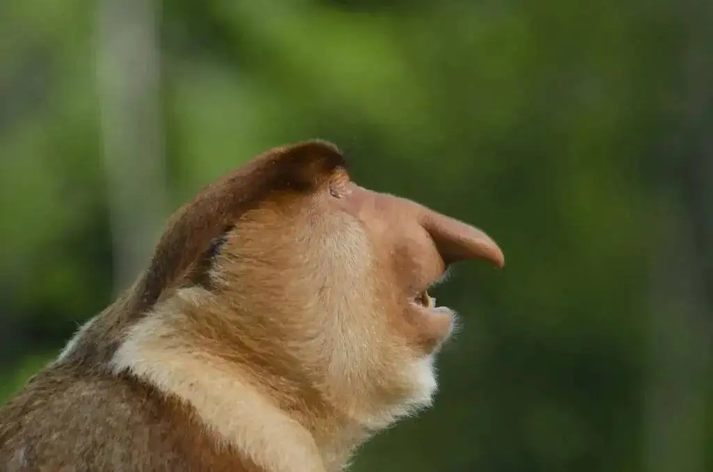 راز بینی زشت ترین حیوان جهان چیست؟ - عکس