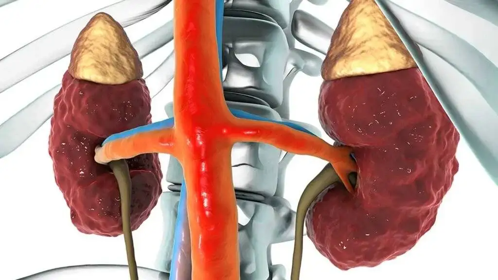این علائم هشداردهنده بیماری کلیوی را نادیده نگیرید