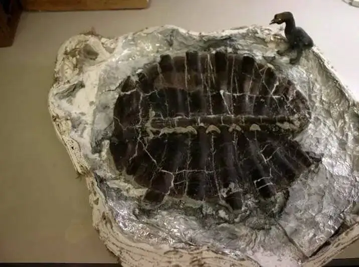 لاک پشت 48 میلیون ساله ای که در گردش پیدا شد - عکس