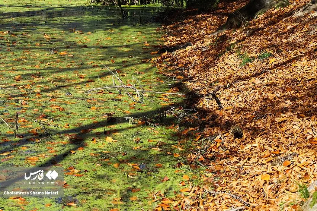 مرداب دِریوک در پاییز + تصویر - مرداب دِریوک کجاست ؟ ؛ مسیر دسترسی به مرداب دِریوک