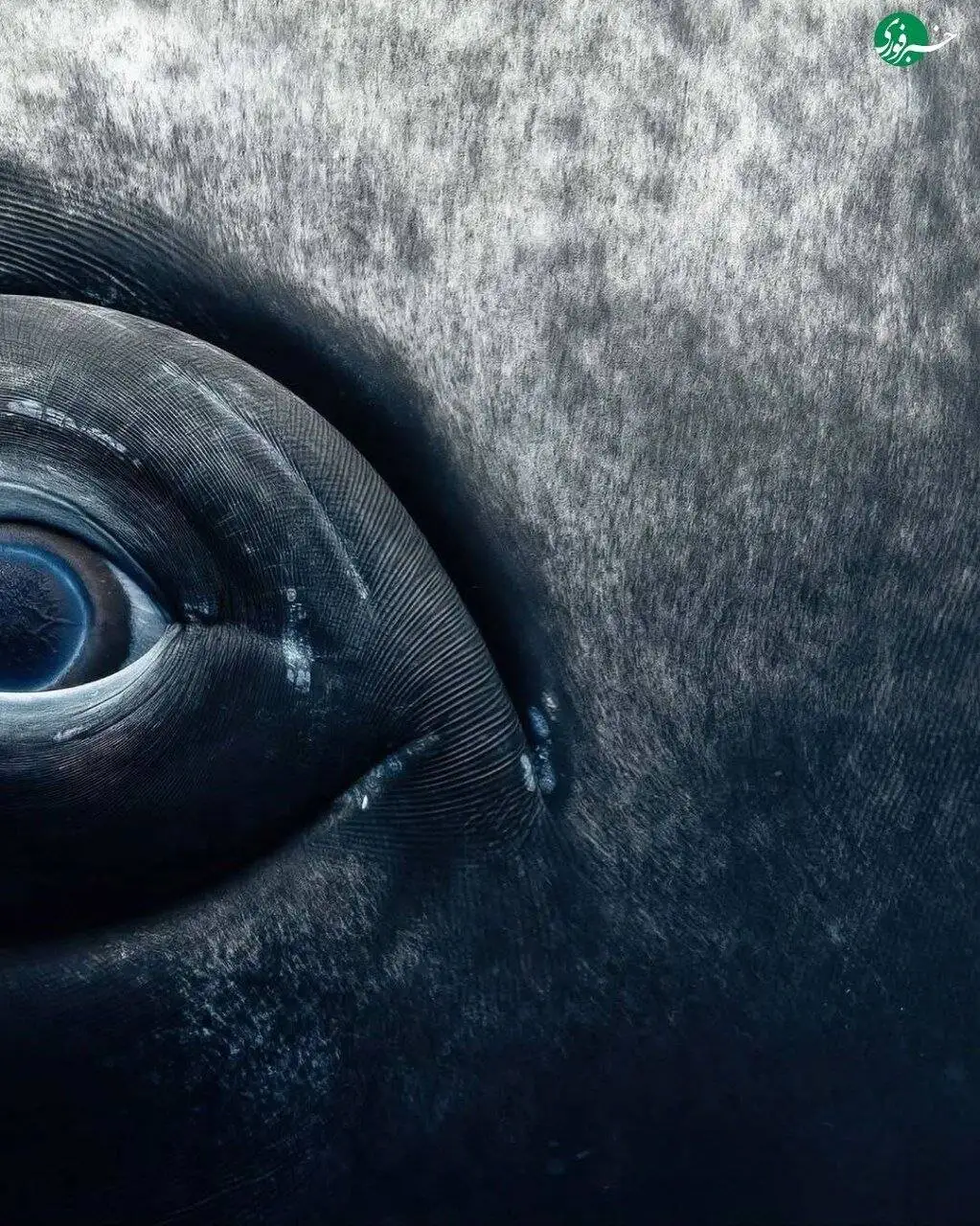 نمای نزدیک از چشم نهنگ؛ ترکیب زیبایی حیرت انگیز غول دریایی با پایان غم انگیز + تصاویر