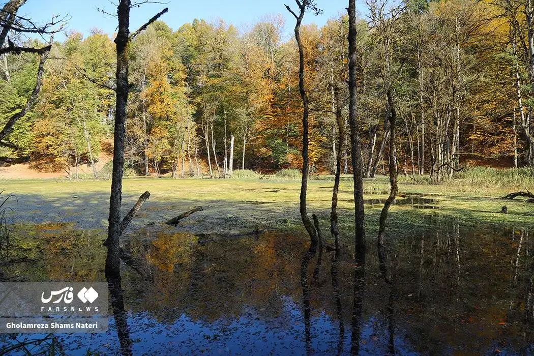 مرداب دِریوک در پاییز + تصویر - مرداب دِریوک کجاست ؟ ؛ مسیر دسترسی به مرداب دِریوک