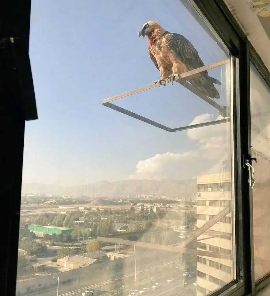 تصویر - تصویری جالب از حضور همای سعادت در تهران!