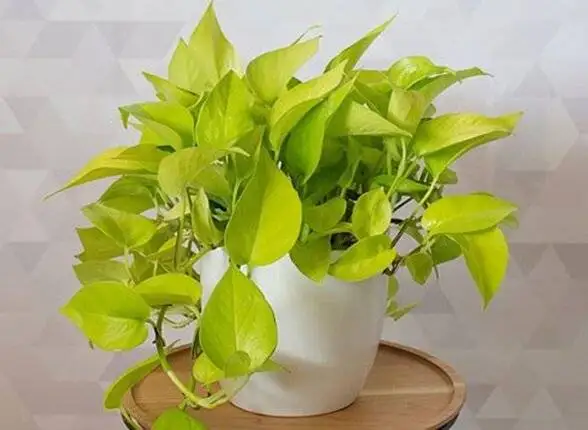 9 گیاه با نگهداری آسان که می توانند هوای خانه را پاک کنند