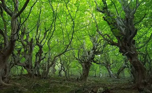 جنگل نقله بر؛ بکرترین و قشنگ ترین جنگل گیلان برای سفر پاییزی