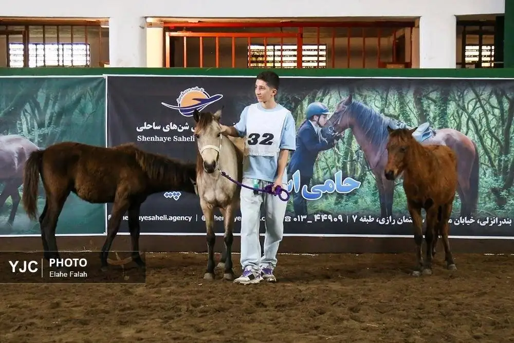 زیبایی اسب اصیل نژاد کاسپین را ببینید + تصاویر