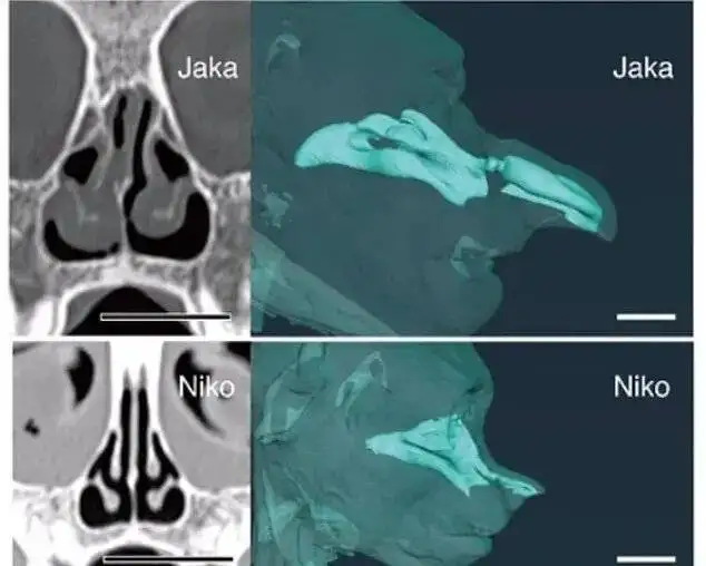 راز بینی زشت ترین حیوان جهان چیست؟ - عکس