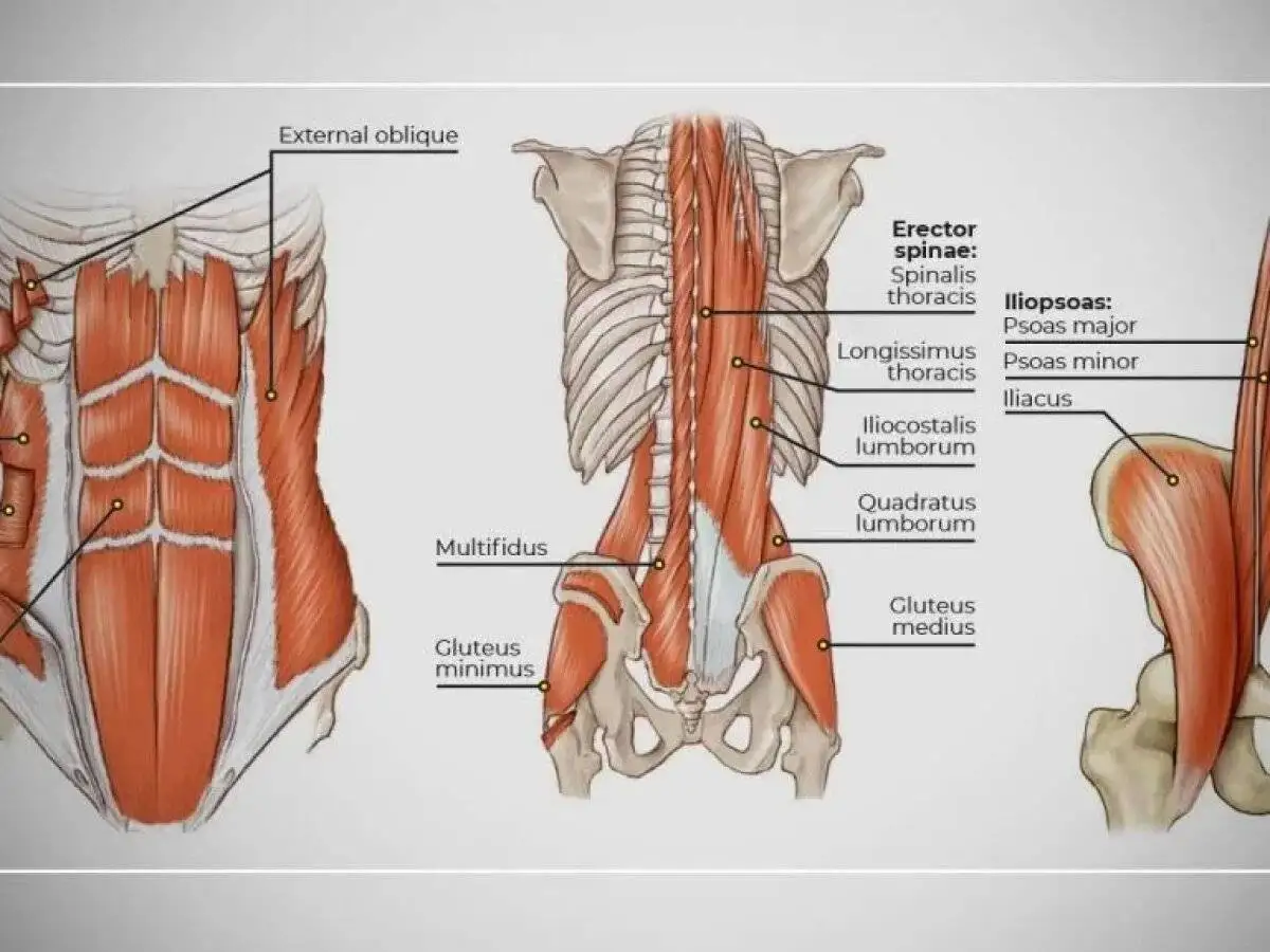 از درد کمر تا تعادل بهتر؛ نقش حیاتی عضلات میان تنه - 4 ورزش ساده برای تقویت میان تنه در خانه