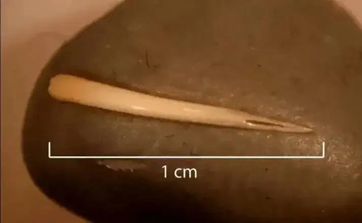 فردی یک مار را به طور کامل خورد! + تصویر - فسیل 1500 سال قبل را ببینید