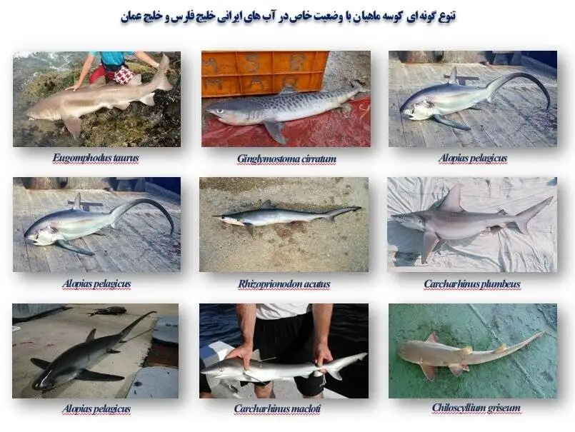 شکارچیانی که شکار شده اند - کاهش 70 درصدی جمعیت کوسه ها در ایران - افسانه های ایران درمورد کوسه چه می گوید؟