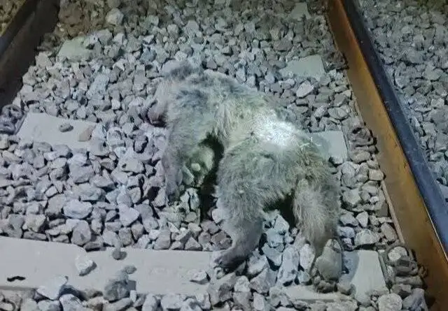 عکس ناگوار از تلف شدن دو توله خرس بر اثر برخورد با قطار