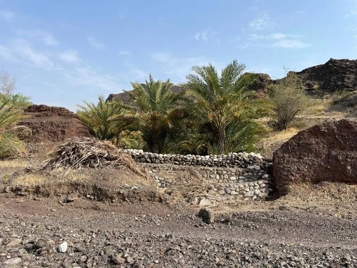 خرس و خرما؛ راهی برای حفاظت از خرس سیاه بلوچی