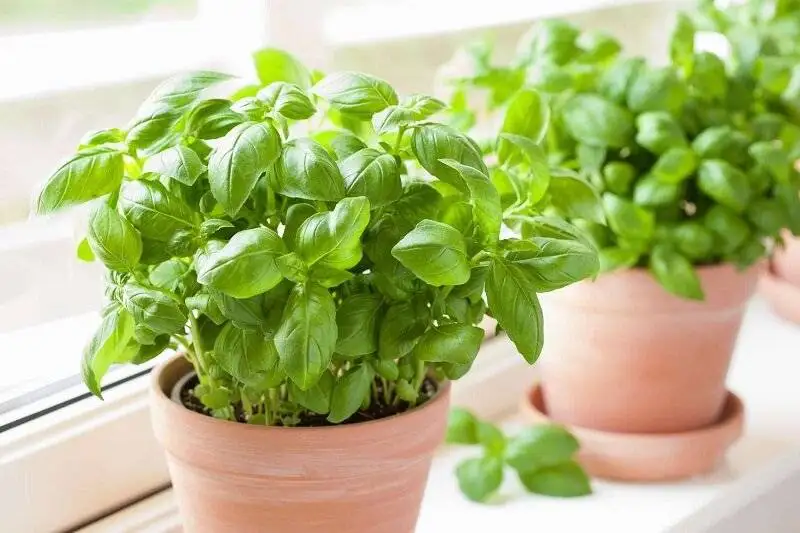 10 غول گیاهی همه فن حریف برای سلامت بیشتر