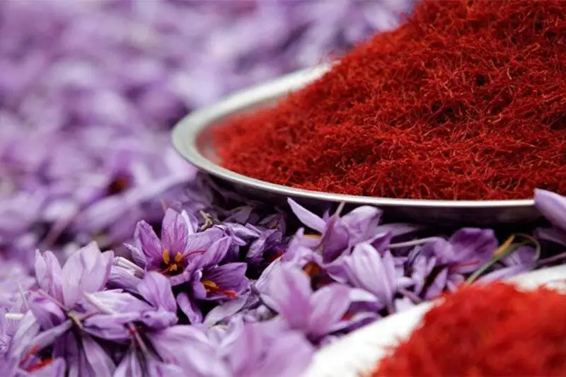 ویدیو - تصویر هوایی از برداشت زعفران در تربت حیدریه