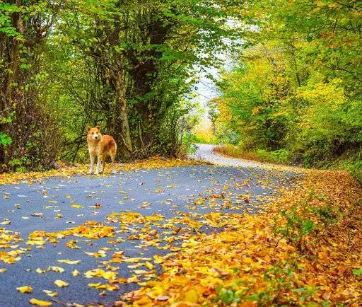 جنگل نقله بر؛ بکرترین و قشنگ ترین جنگل گیلان برای سفر پاییزی