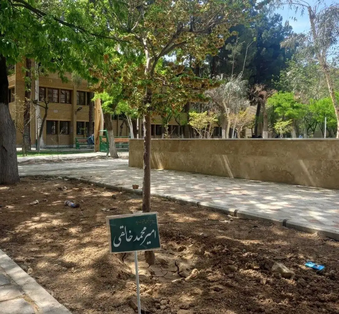 این نهال به یاد امیر محمد خالقی کاشته شد - عکس