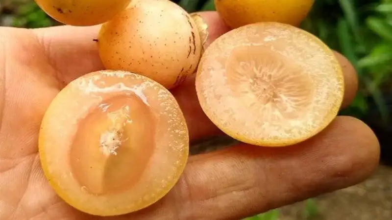 میوه ای که شما را از خوردن شربت گلودرد بی نیاز می کند!