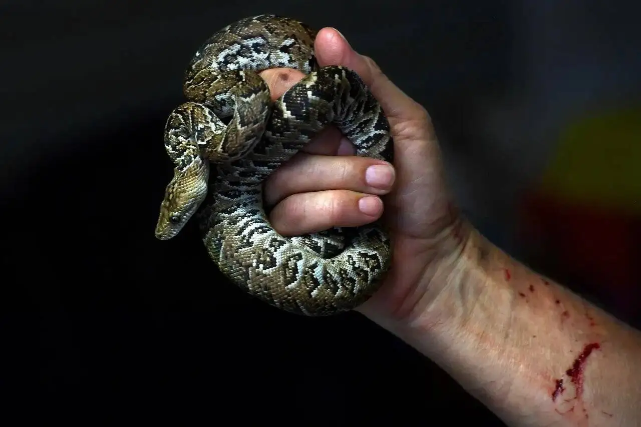 مارهای ترسناکی که مثل گرگ شکار می کنند + عکس