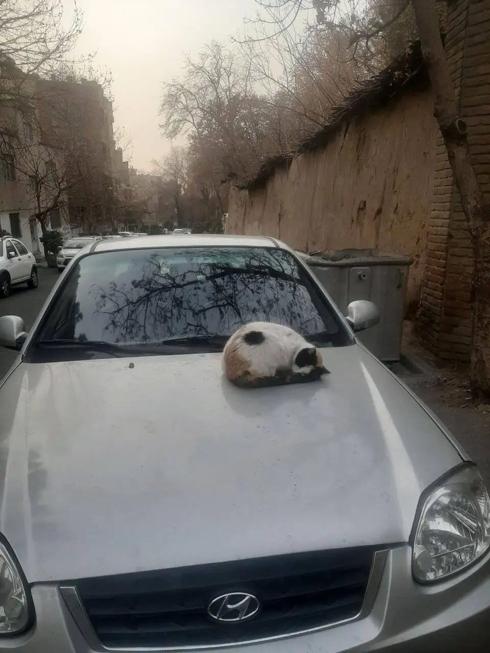 خروپف گربه ای