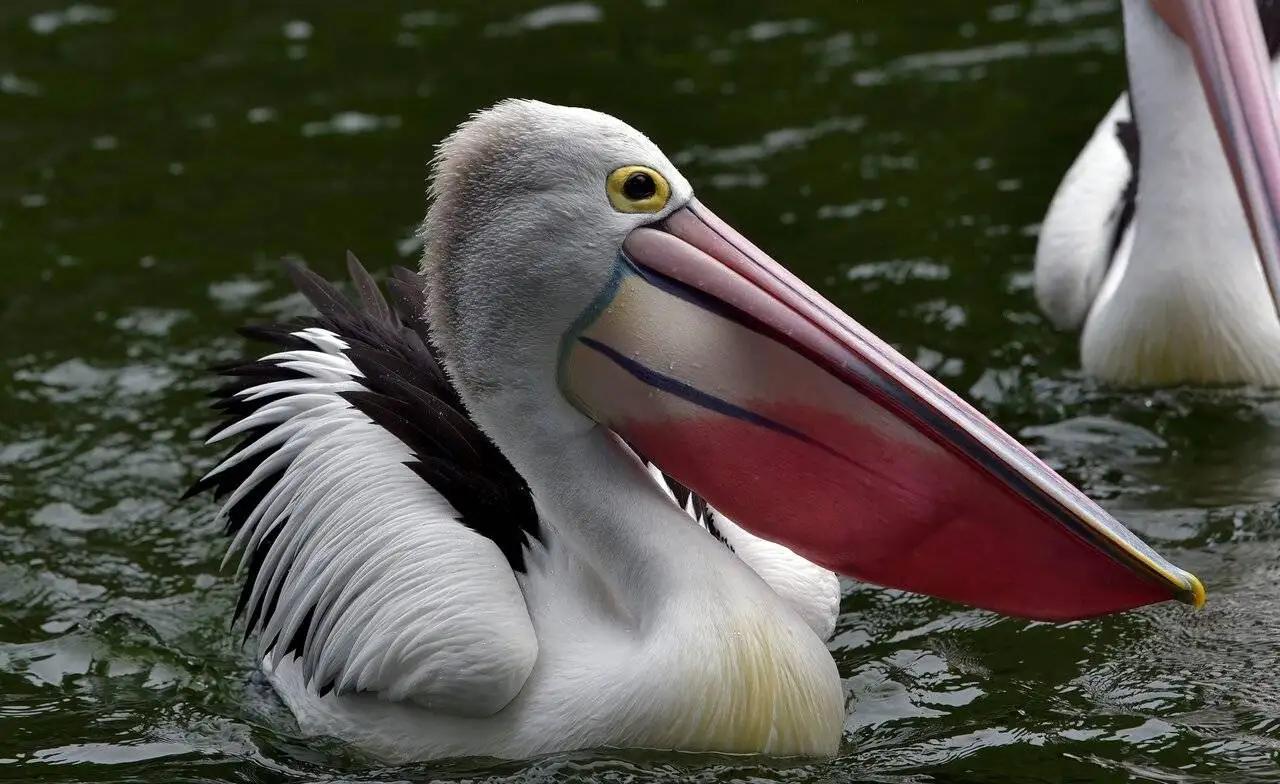 دنیای پرندگان با جالب ترین منقارها - عکس