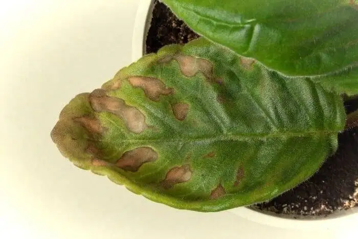 سیاه شدن نوک برگ گیاهان آپارتمانی چه علتی دارد؟ + راهکار ها