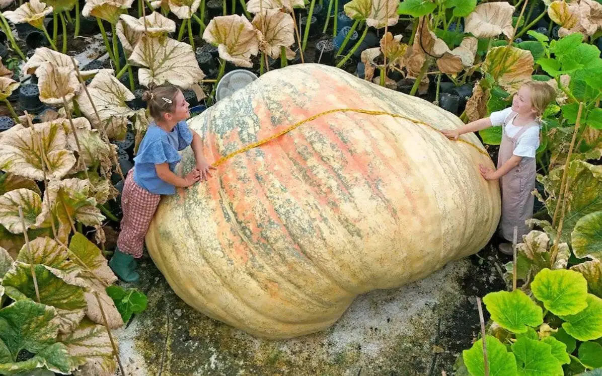 دوقلوهایی که بزرگترین کدو تنبل جهان را پرورش دادند + عکس