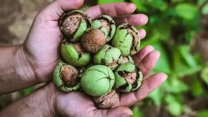 11 خوراکی ضد التهاب برای کنترل آلرژی در بهار