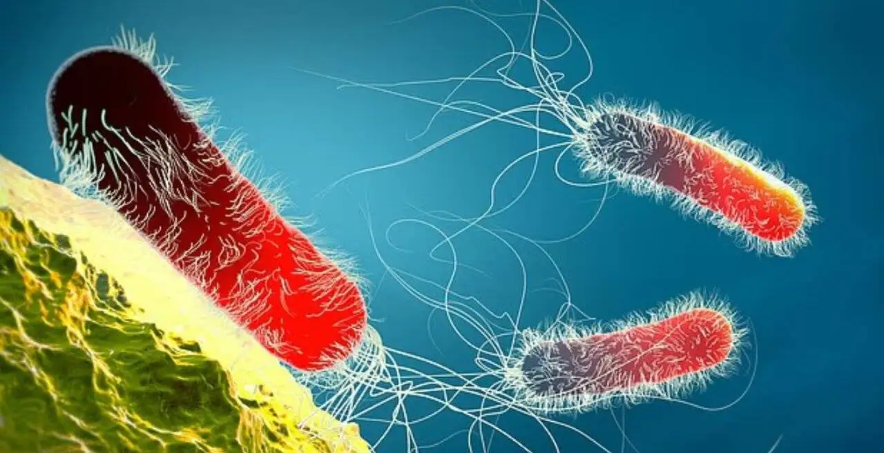 چرا آنفلوآنزا گاهی کشنده می شود؟