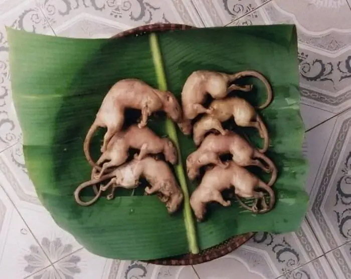 چندش آورترین غذاهای جهان ؛ اینجا جنین را هم می خورند + تصاویر - بفرمایید نوشیدنی مار و سوپ خون