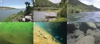 کلید طلایی پیدایش گونه های جدید در دل دریاچه های آفریقا و تکامل جالب ماهی های دریاچه مالاوی