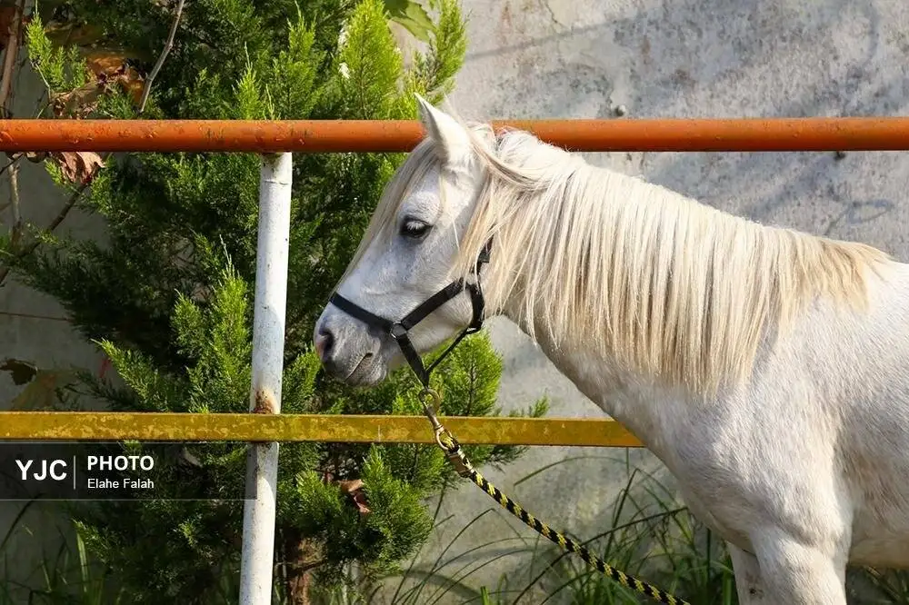 زیبایی اسب اصیل نژاد کاسپین را ببینید + تصاویر